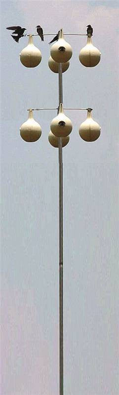 Purple Martin Gourd Pole 15ft