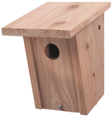 House Bird Wood Bluebird